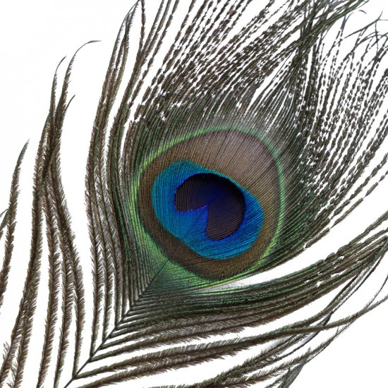 Лоскітка LOCKINK SEVANDA Natural Peacock Flirting Feather Tickler, перо павича Лоскітка LOCKINK SEVANDA Natural Peacock Flirting Feather Tickler, перо павича