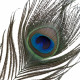 Лоскітка LOCKINK SEVANDA Natural Peacock Flirting Feather Tickler, перо павича Лоскітка LOCKINK SEVANDA Natural Peacock Flirting Feather Tickler, перо павича